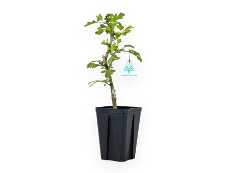 Crataegus Laevigata Paul's Scarlet - 36 cm