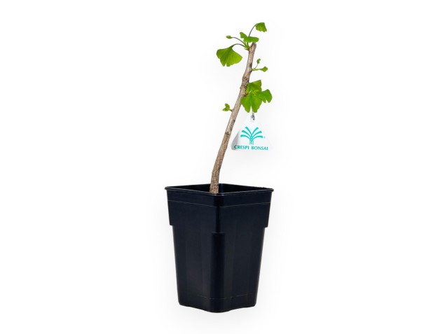 Ginkgo Biloba - 31 cm 2