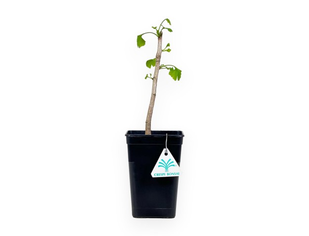 Ginkgo Biloba - 31 cm