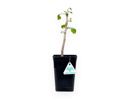 Ginkgo Biloba - 31 cm