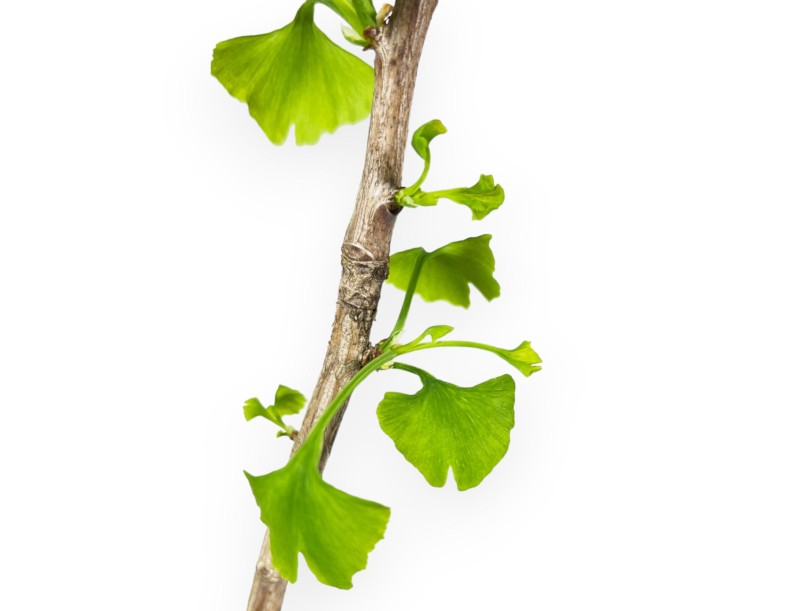 Ginkgo Biloba - 31 cm