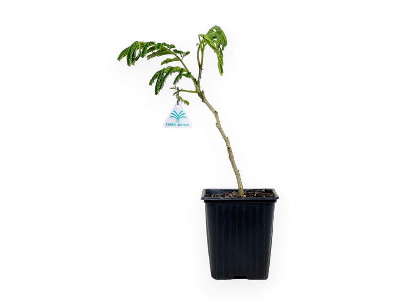 Albizia Julibrissin Ombrella - 30 cm