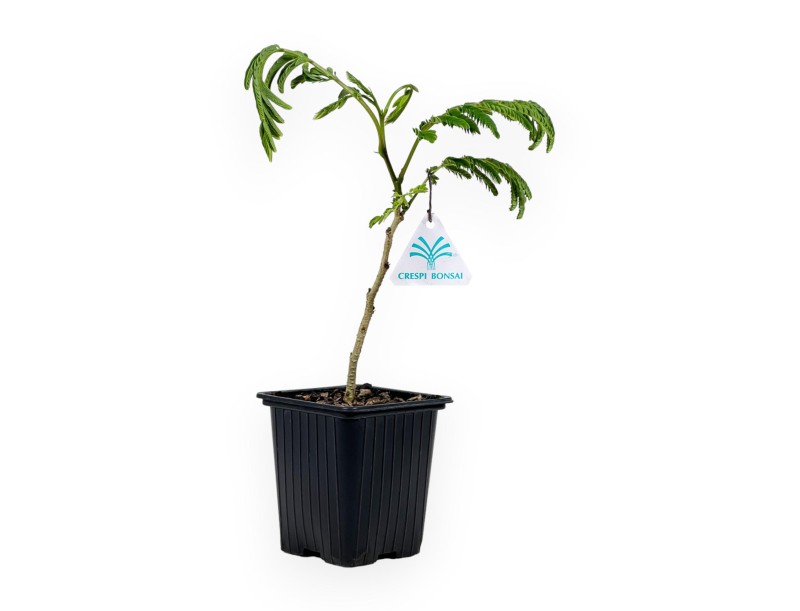 Albizia Julibrissin Ombrella - 30 cm
