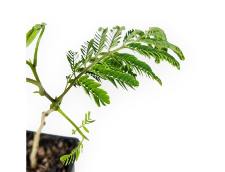 Albizia Julibrissin Ombrella - 30 cm