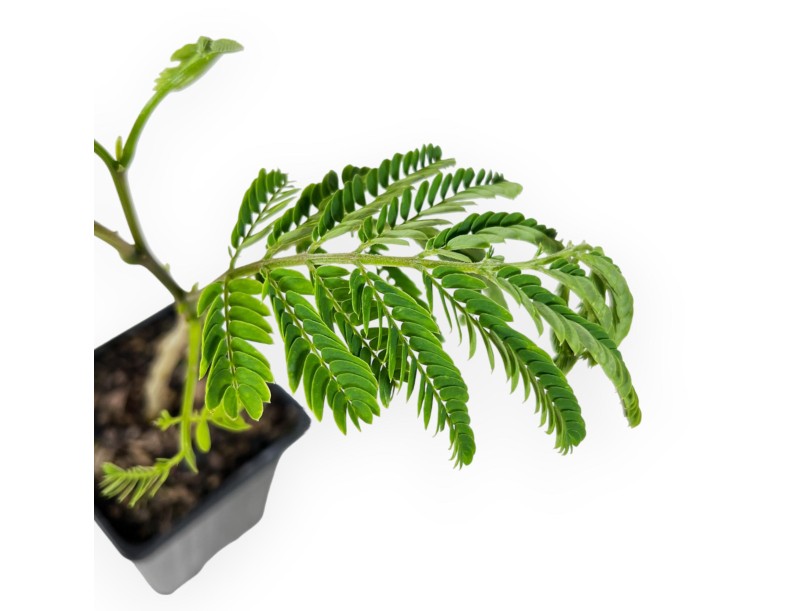 Albizia Julibrissin Ombrella - 30 cm