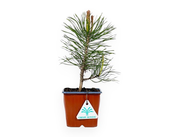 Pinus Uncinata - Pin - 26 cm