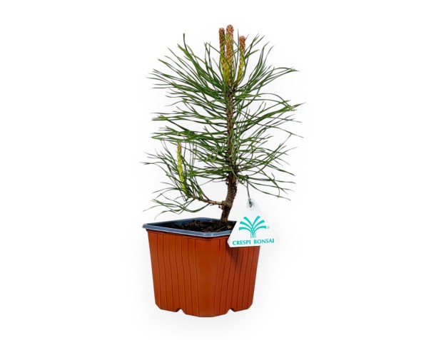 Pinus Uncinata - Pino - 26 cm 2