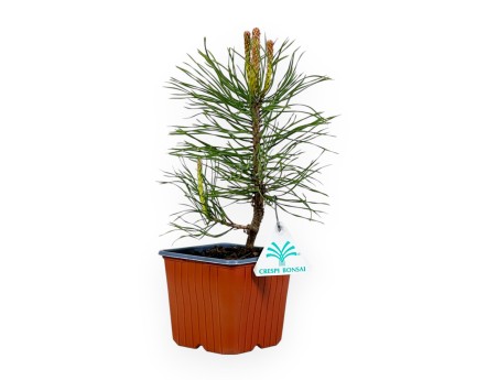 Pinus Uncinata - Pino - 26 cm