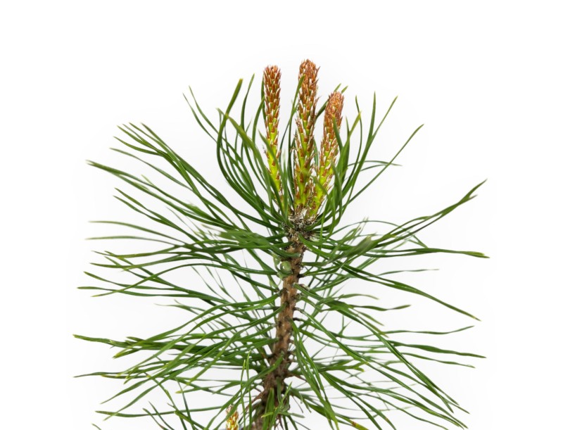 Pinus Uncinata - Pino - 26 cm