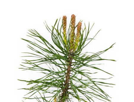 Pinus Uncinata - Pin - 26 cm