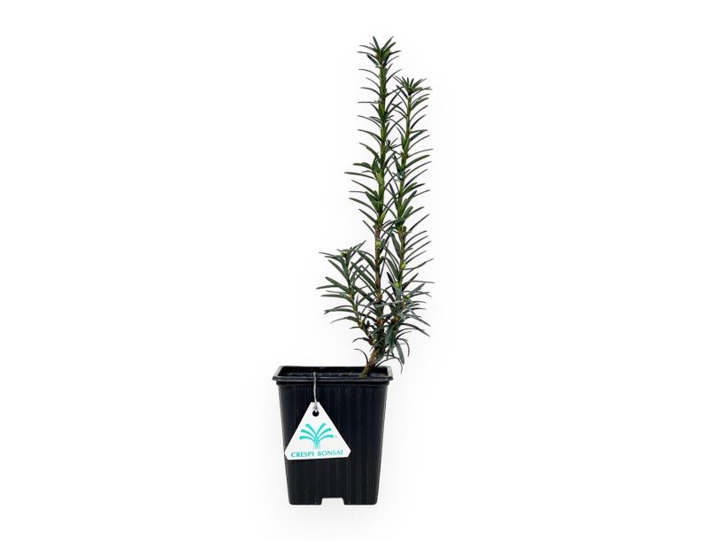 Taxus Media Hillii - Yew Tree - 34 cm