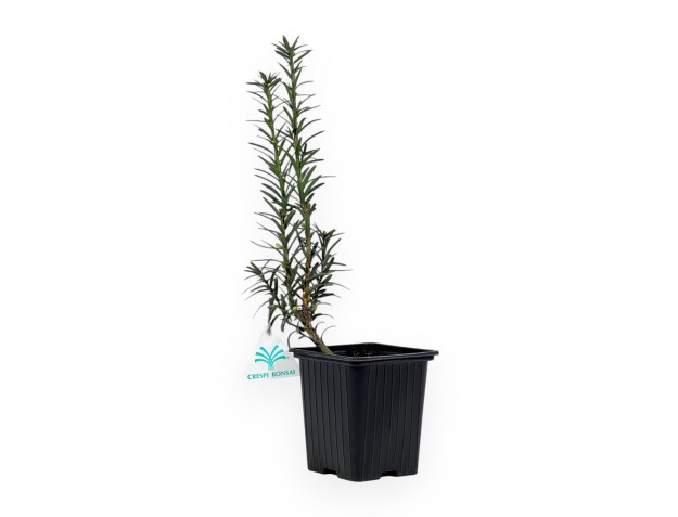 Taxus Media Hillii - Yew Tree - 34 cm 2