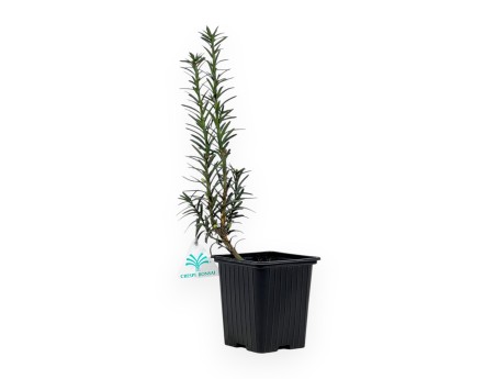 Taxus Media Hillii - If - 34 cm
