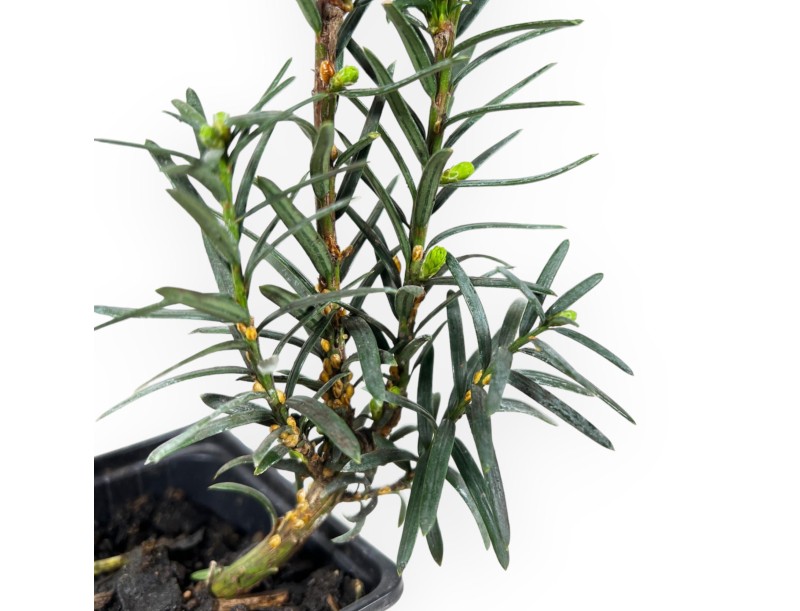 Taxus Media Hillii - If - 34 cm