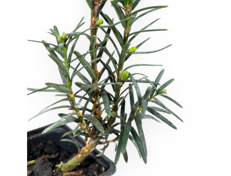 Taxus Media Hillii - If - 34 cm