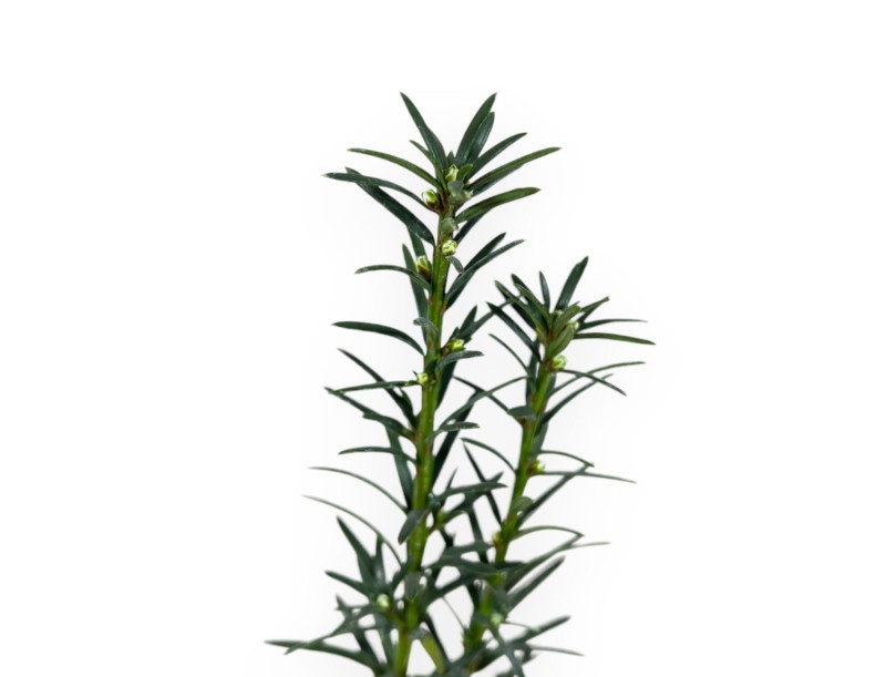 Taxus Media Hillii - Tasso - 34 cm