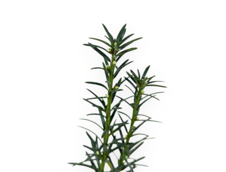 Taxus Media Hillii - Tasso - 34 cm