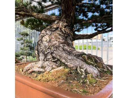 Pinus Pentaphylla - Pino - 98 cm