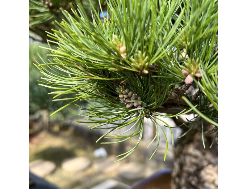 Pinus Pentaphylla - Pino - 98 cm