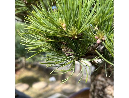 Pinus Pentaphylla - Den - 98 cm
