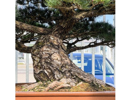 Pinus Pentaphylla - Pine five needles - 98 cm