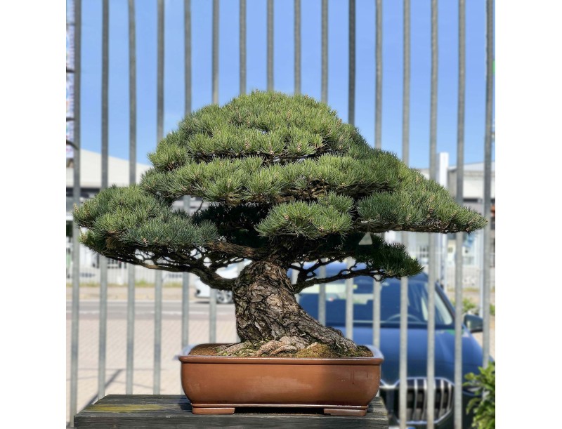 Pinus Pentaphylla - Den - 98 cm