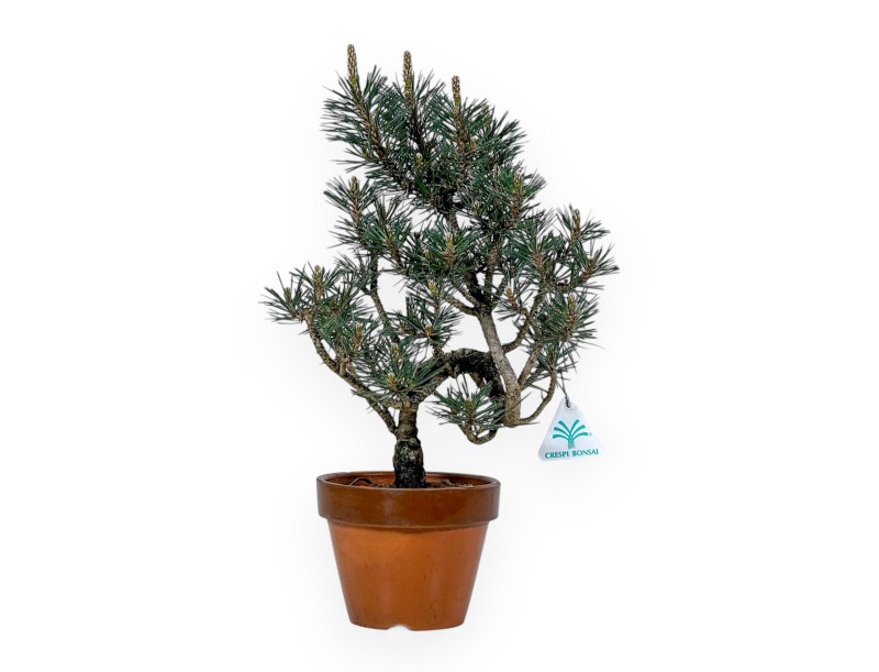 Pinus Thunbergii Kotobuki - Pino Nero - 40 cm