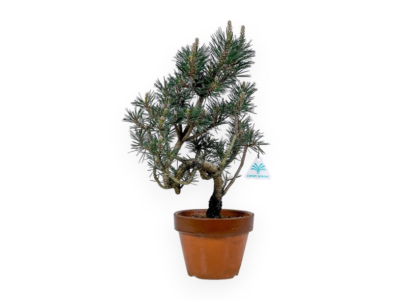 Pinus Thunbergii Kotobuki - Schwarzkiefer - 40 cm
