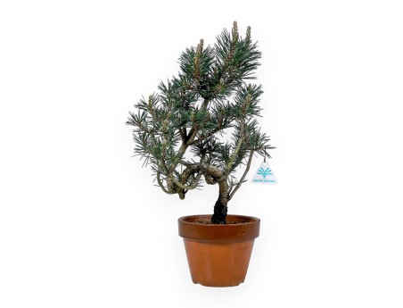 Pinus Thunbergii Kotobuki - Zwarte den - 40 cm