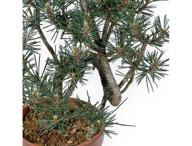 Pinus Thunbergii Kotobuki - Schwarzkiefer - 40 cm