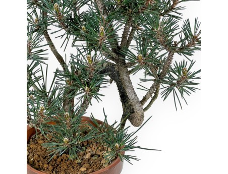 Pinus Thunbergii Kotobuki - Pino negro - 40 cm