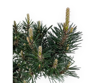 Pinus Thunbergii Kotobuki - Pino negro - 40 cm