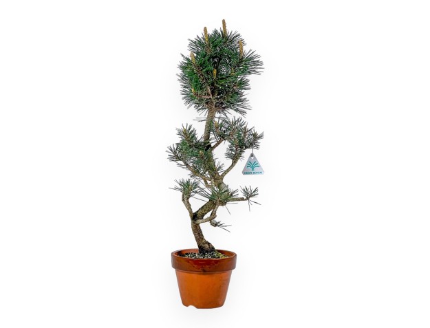 Pinus Thunbergii Kotobuki - Schwarzkiefer - 55 cm