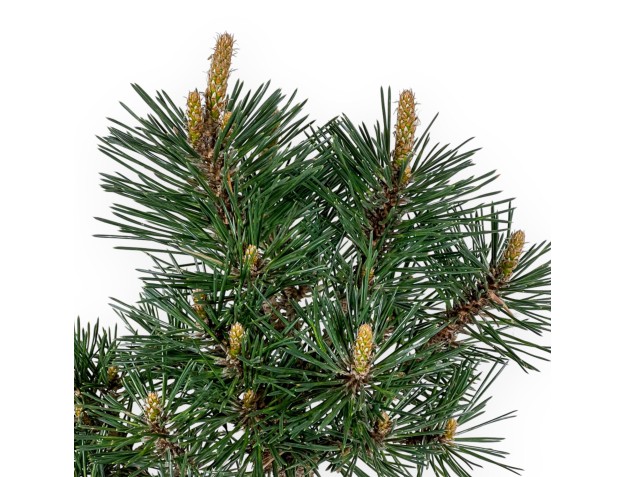 Pinus Thunbergii Kotobuki - Schwarzkiefer - 55 cm 2