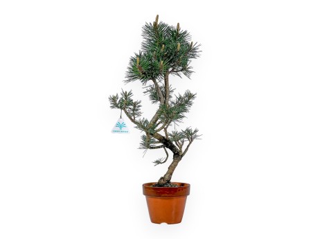 Pinus Thunbergii Kotobuki - Schwarzkiefer - 55 cm
