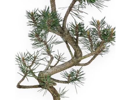 Pinus Thunbergii Kotobuki - Black Pine - 55 cm
