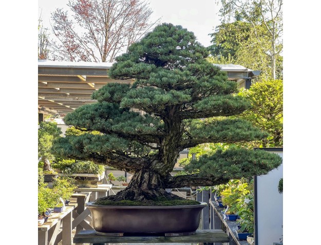 Pinus Pentaphylla - Den - 130 cm