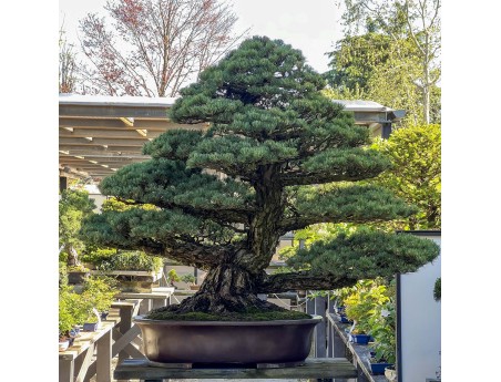 Pinus Pentaphylla - Pino - 130 cm