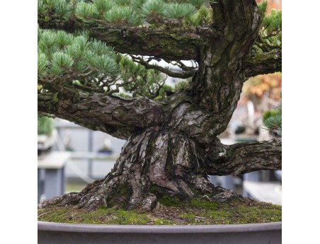 Pinus Pentaphylla - Pine five needles - 130 cm