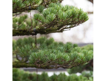 Pinus Pentaphylla - Kiefer - 130 cm