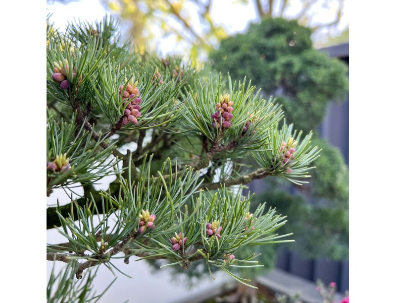 Pinus Pentaphylla - Kiefer - 130 cm