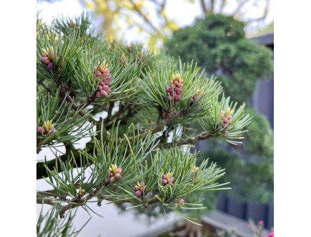 Pinus Pentaphylla - Pine five needles - 130 cm
