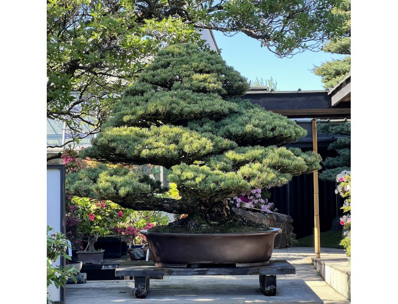 Pinus Pentaphylla - Pino - 130 cm