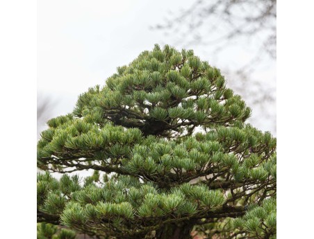 Pinus Pentaphylla - Pino - 130 cm
