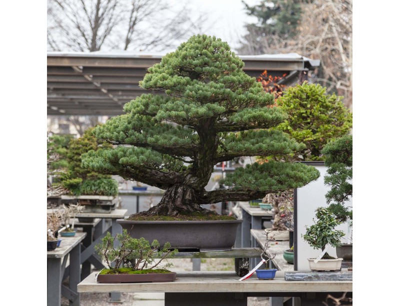 Pinus Pentaphylla - Den - 130 cm
