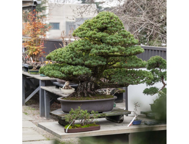 Pinus Pentaphylla - Kiefer - 130 cm