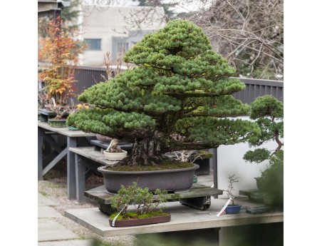 Pinus Pentaphylla - Kiefer - 130 cm