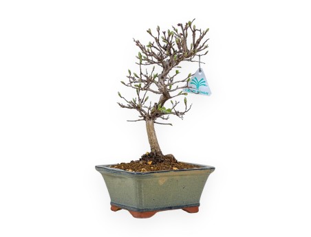 Carpinus Laxiflora - Charme - 31 cm