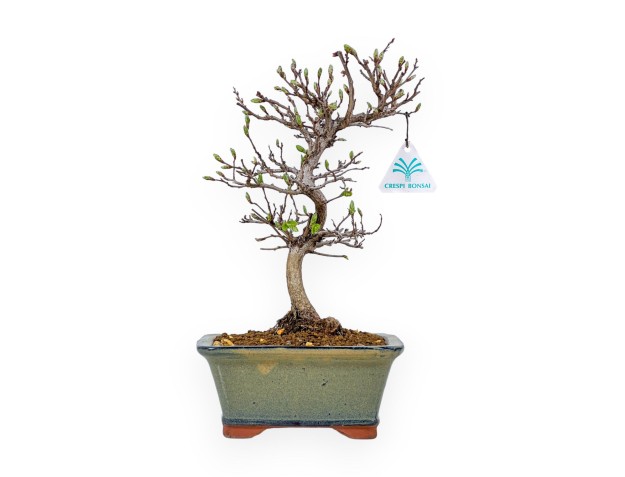 Carpinus Laxiflora - Hainbuche - 31 cm 2