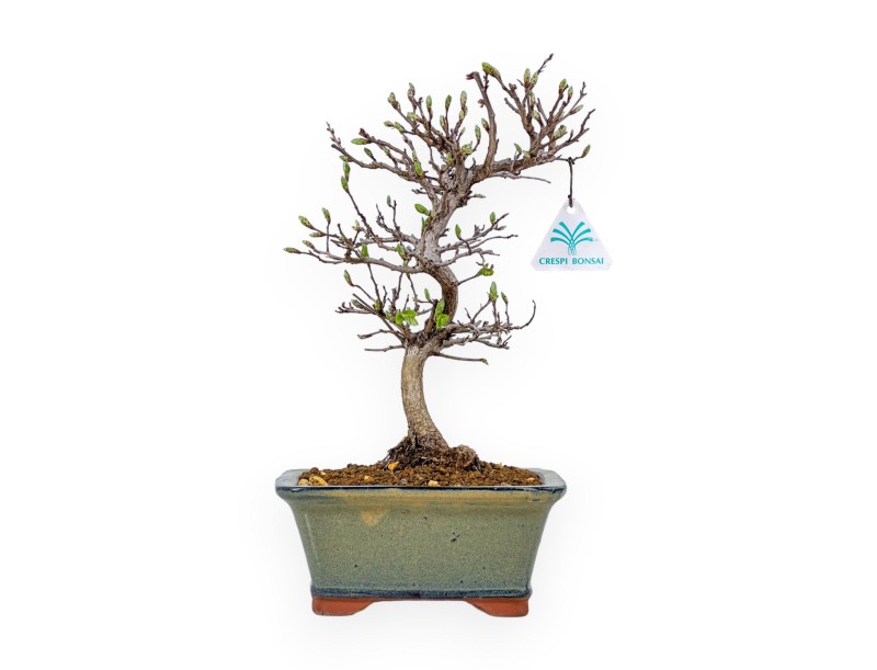 Carpinus Laxiflora - Carpino - 31 cm